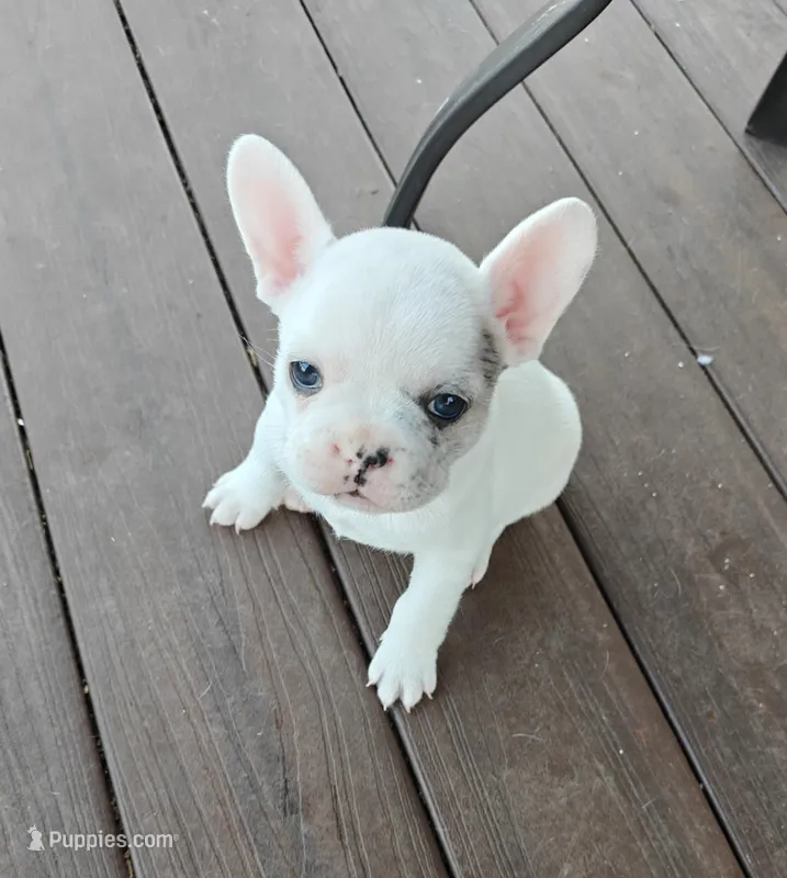 Nellie  – French Bulldog puppy for sale in Lake Zurich, IL