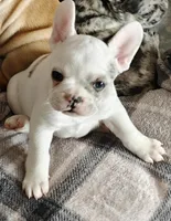 Nellie , a female French Bulldog for sale in Lake Zurich, IL – Photo 2 of 3