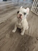 Nellie , a female French Bulldog for sale in Lake Zurich, IL – Photo 3 of 3