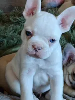 Snowflake , a female French Bulldog for sale in Lake Zurich, IL – Photo 3 of 3