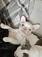 Snowflake , a female French Bulldog for sale in Lake Zurich, IL – Photo 2 of 3