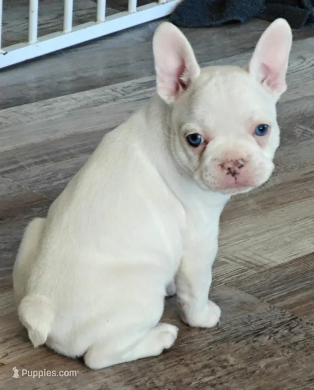 Snowflake  – French Bulldog puppy for sale in Lake Zurich, IL