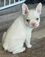 Snowflake , a female French Bulldog for sale in Lake Zurich, IL – Photo 1 of 3
