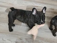 Aspen , a male French Bulldog for sale in Lake Zurich, IL – Photo 2 of 3