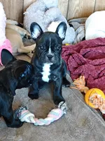 Aspen , a male French Bulldog for sale in Lake Zurich, IL – Photo 3 of 3