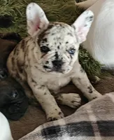 Mcilroy , a male French Bulldog for sale in Lake Zurich, IL – Photo 2 of 2