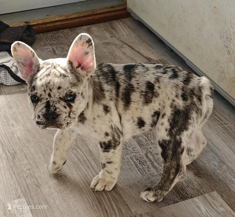 Mcilroy  – French Bulldog puppy for sale in Lake Zurich, IL