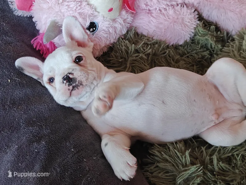 Chip, a male French Bulldog for sale in Lake Zurich, IL – Photo 1 of 1