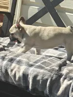 Ellie , a female French Bulldog for sale in Lake Zurich, IL – 2 of 2