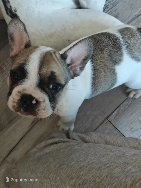 Ace – French Bulldog puppy for sale in Lake Zurich, IL
