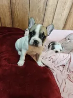 Ace, a male French Bulldog for sale in Lake Zurich, IL – Photo 3 of 3