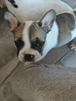 Ace, a male French Bulldog for sale in Lake Zurich, IL – Photo 2 of 3