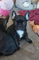 Adele , a female French Bulldog for sale in Lake Zurich, IL – Photo 2 of 3