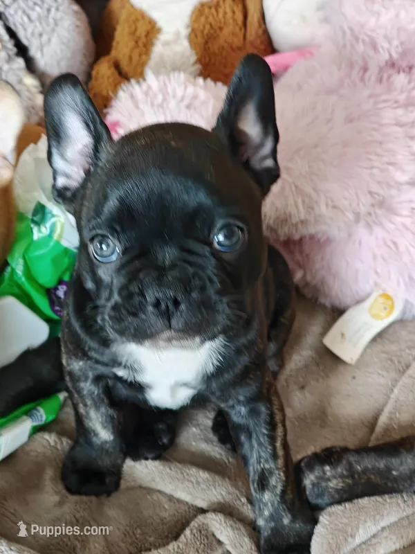 Adele  – French Bulldog puppy for sale in Lake Zurich, IL
