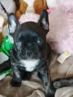 Adele , a female French Bulldog for sale in Lake Zurich, IL – Photo 1 of 3