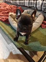 Adele , a female French Bulldog for sale in Lake Zurich, IL – Photo 3 of 3
