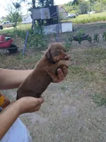 Red, a female Doberman Pinscher for sale in Red Springs, NC – 2 of 2