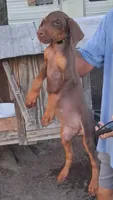 Green collar , a female Doberman Pinscher for sale in Red Springs, NC – 3 of 3