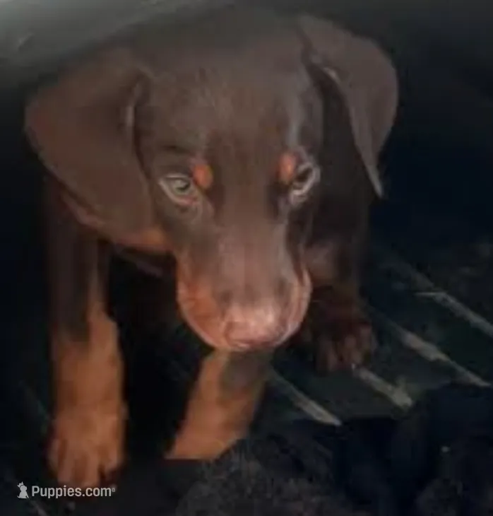 Pink – Doberman Pinscher puppy for sale in Red Springs, NC