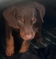 Pink, a female Doberman Pinscher for sale in Red Springs, NC – 1 of 4