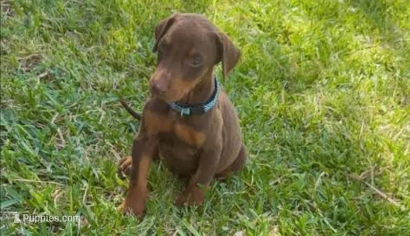 Green collar  – Doberman Pinscher puppy for sale in Red Springs, NC