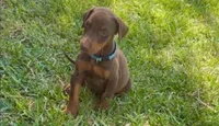 Green collar , a female Doberman Pinscher for sale in Red Springs, NC – 1 of 3