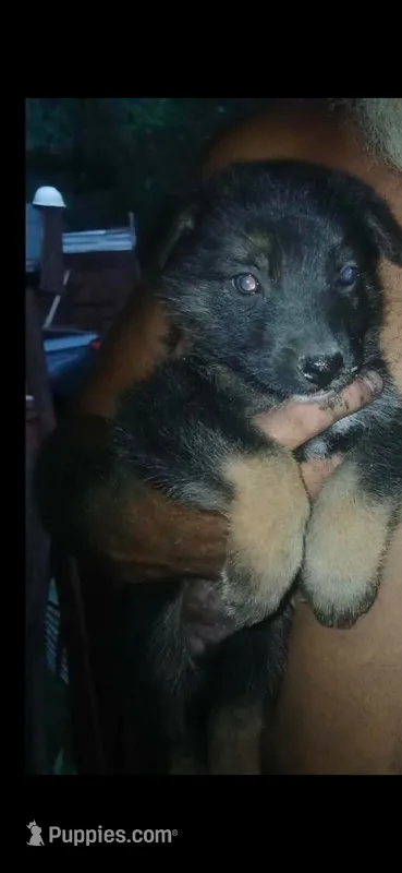 Brave – German Shepherd Dog puppy for sale in Red Springs, NC