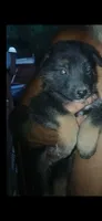 Brave, a male German Shepherd Dog for sale in Red Springs, NC – 1 of 1