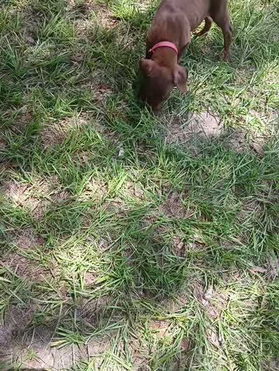 Pink, a female Doberman Pinscher for sale in Red Springs, NC – 1 of 1