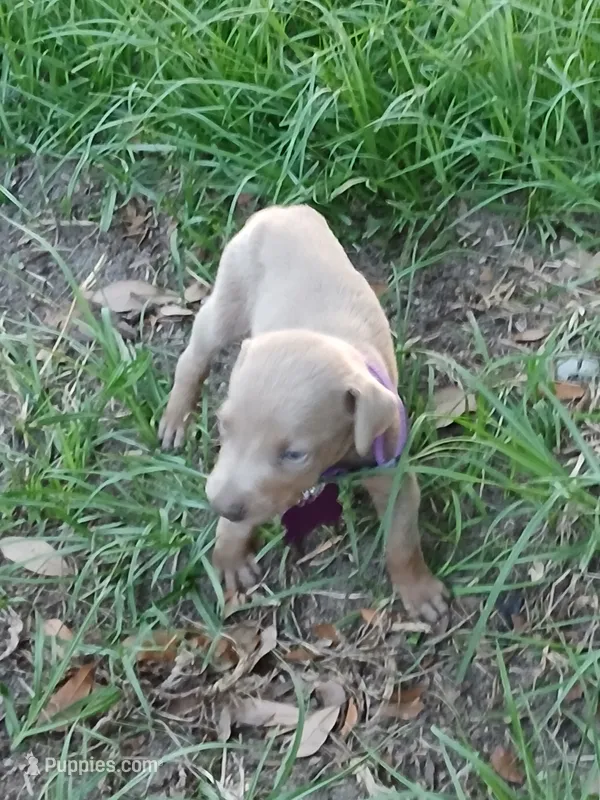 Fawn – Doberman Pinscher puppy for sale in Red Springs, NC