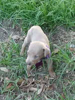 Fawn, a female Doberman Pinscher for sale in Red Springs, NC – 1 of 1