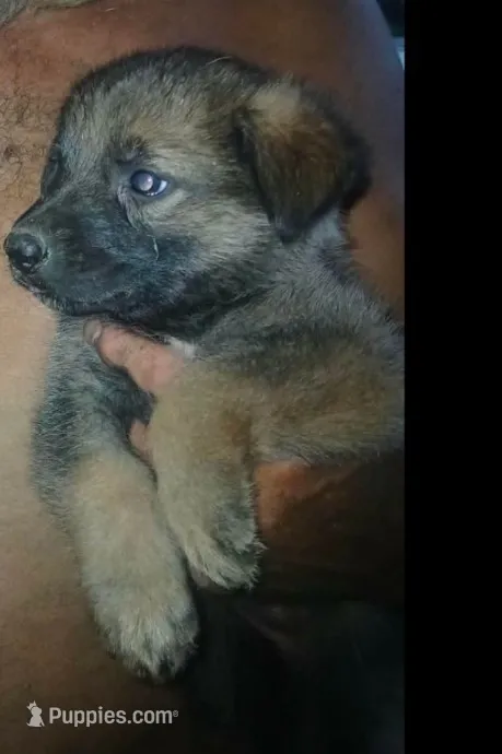 Chief – German Shepherd Dog puppy for sale in Red Springs, NC