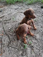 Pink, a female Doberman Pinscher for sale in Red Springs, NC – 4 of 4