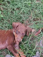Pink, a female Doberman Pinscher for sale in Red Springs, NC – 2 of 4