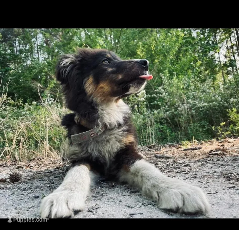 Leo – Australian Shepherd puppy for sale in Red Springs, NC
