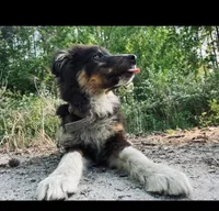 Leo, a male Australian Shepherd for sale in Red Springs, NC – 1 of 2