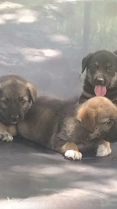 Xena – German Shepherd Dog puppy for sale in Red Springs, NC