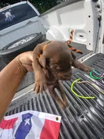 Orage-blac, a female Doberman Pinscher for sale in Red Springs, NC – 2 of 2