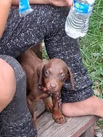 Pink, a female Doberman Pinscher for sale in Red Springs, NC – 3 of 4