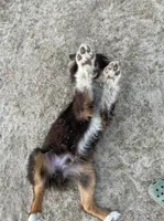 Leo, a male Australian Shepherd for sale in Red Springs, NC – 2 of 2
