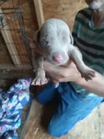 Males & females, a female Doberman Pinscher for sale in Red Springs, NC – 2 of 3