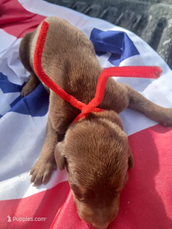 Red – Doberman Pinscher puppy for sale in Red Springs, NC