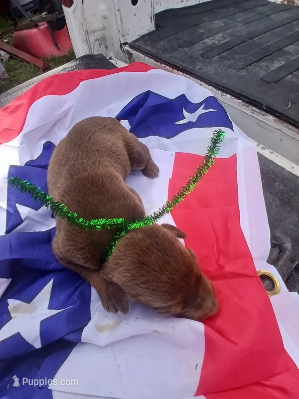 Green – Doberman Pinscher puppy for sale in Red Springs, NC