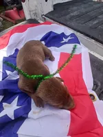 Green, a female Doberman Pinscher for sale in Red Springs, NC – 1 of 2