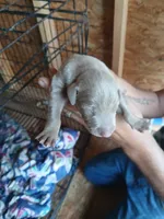Males & females, a female Doberman Pinscher for sale in Red Springs, NC – 3 of 3