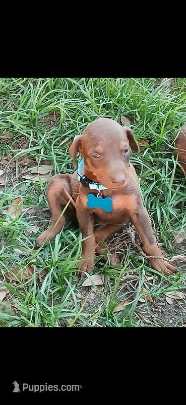 Red (blue) – Doberman Pinscher puppy for sale in Red Springs, NC