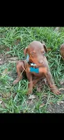 Red (blue), a female Doberman Pinscher for sale in Red Springs, NC – 1 of 1