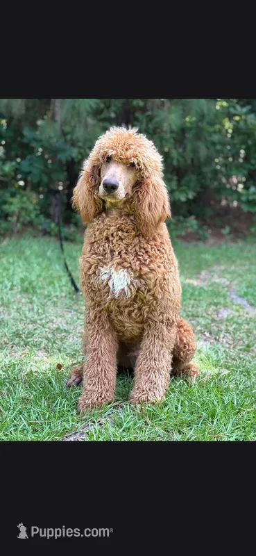 Icon – Poodle - Standard  puppy for sale in Red Springs, NC
