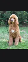 Icon, a male Poodle - Standard  for sale in Red Springs, NC – 1 of 2