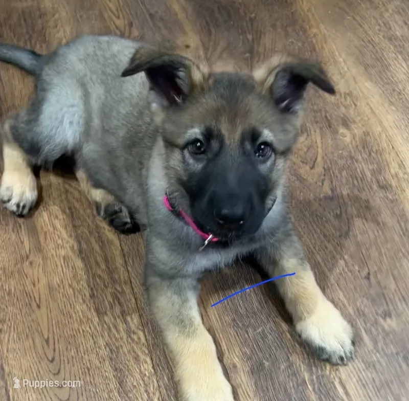 Sioux  – German Shepherd Dog puppy for sale in Red Springs, NC